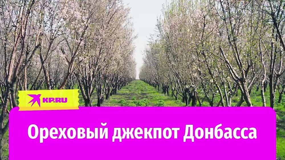 Урожайность растет из года в год: как в ДНР выращивают миндаль