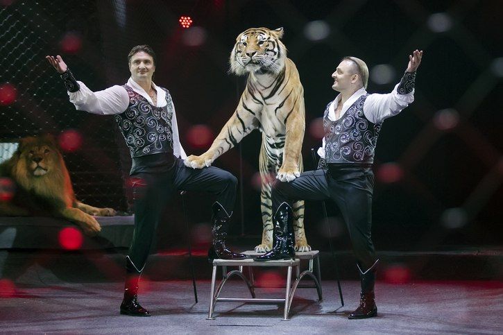 В Донецке начинаются гастроли Большого Московского государственного цирка