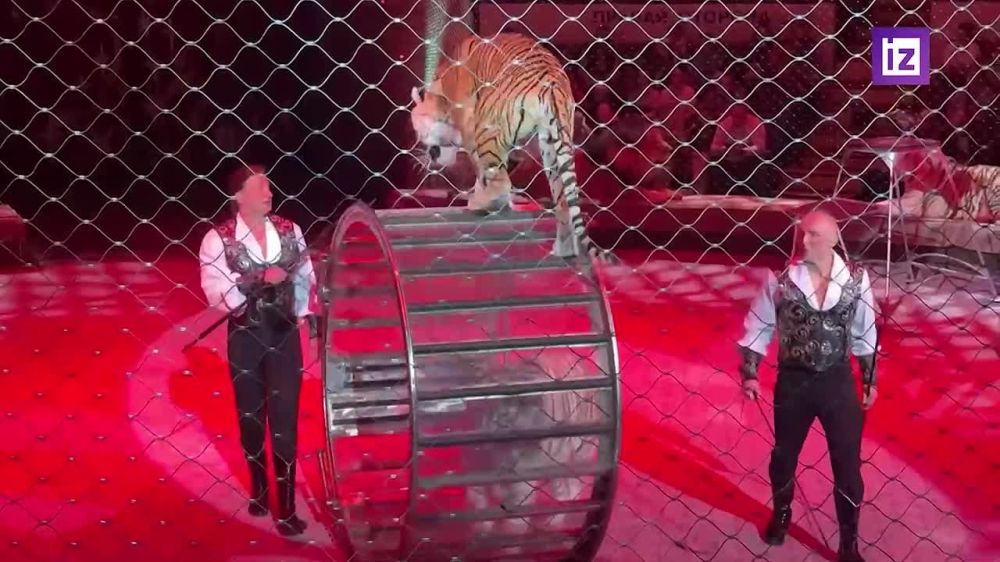 Гастроли Большого Московского государственного цирка на проспекте Вернадского начались в Донецке