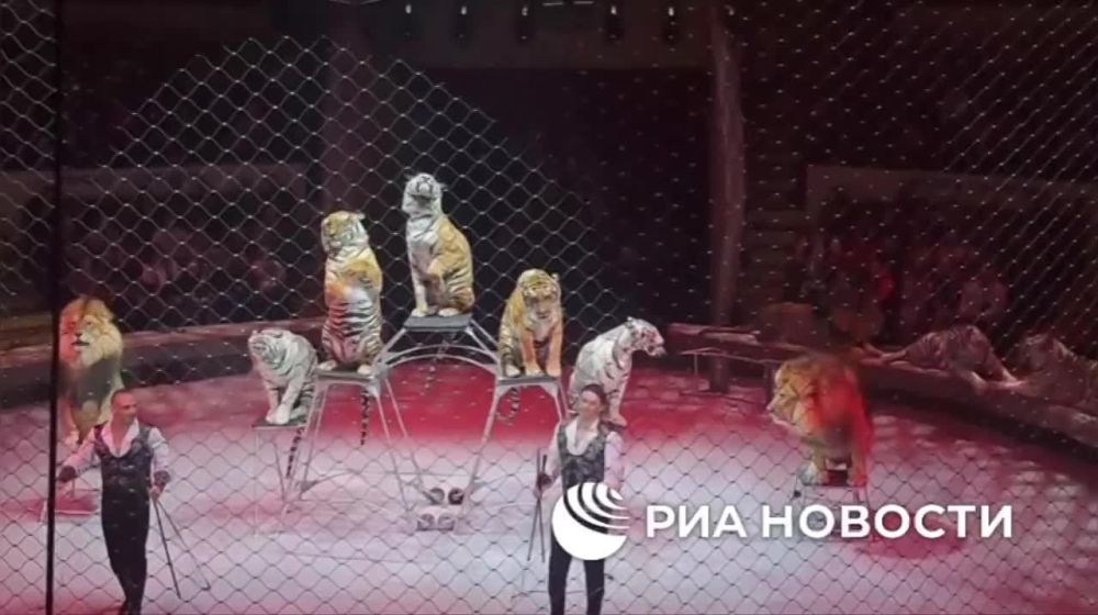 Братья Запашные представили свое цирковой шоу "И100РИЯ" в стенах донецкого цирка, его будут показывать две недели, передаёт корреспондент РИА Новости