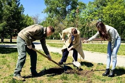 В Донецком парке Победы представители Минтранса ДНР высадили липовый сад