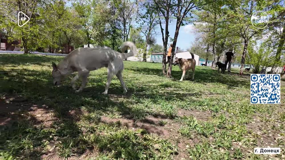 Эдгард Запашный и Единая Россия – с заботой о хвостатых друзьях