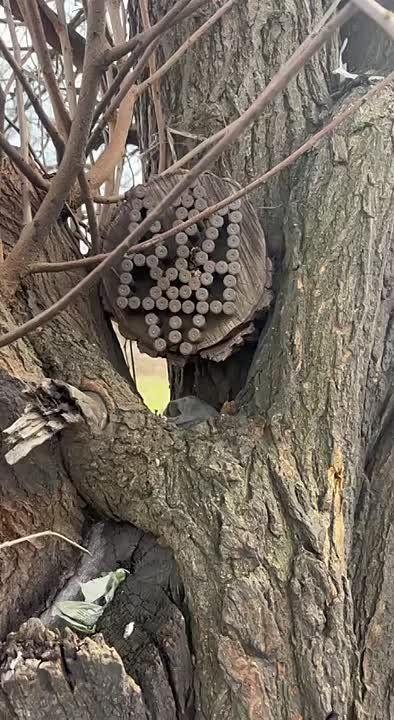 Чингис Дамбиев: Южно-Донецкое направление. Поделки поздних укропитеков