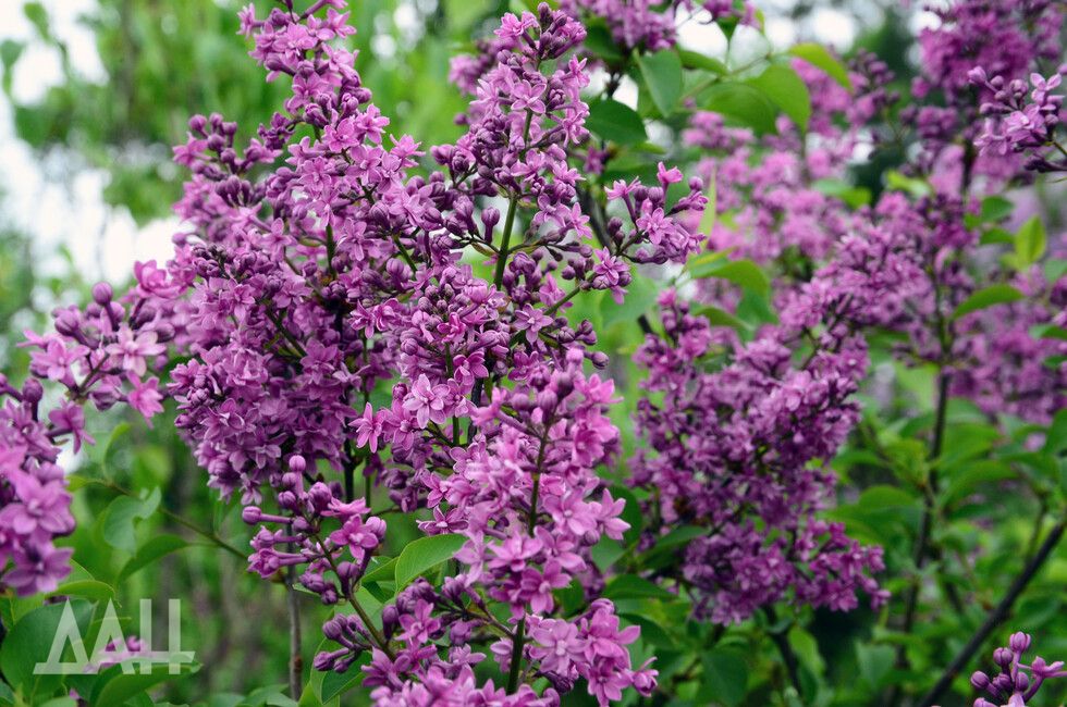 «Великая Победа» и «Ветвь Мира». В Донецке высадили 300 кустов сирени