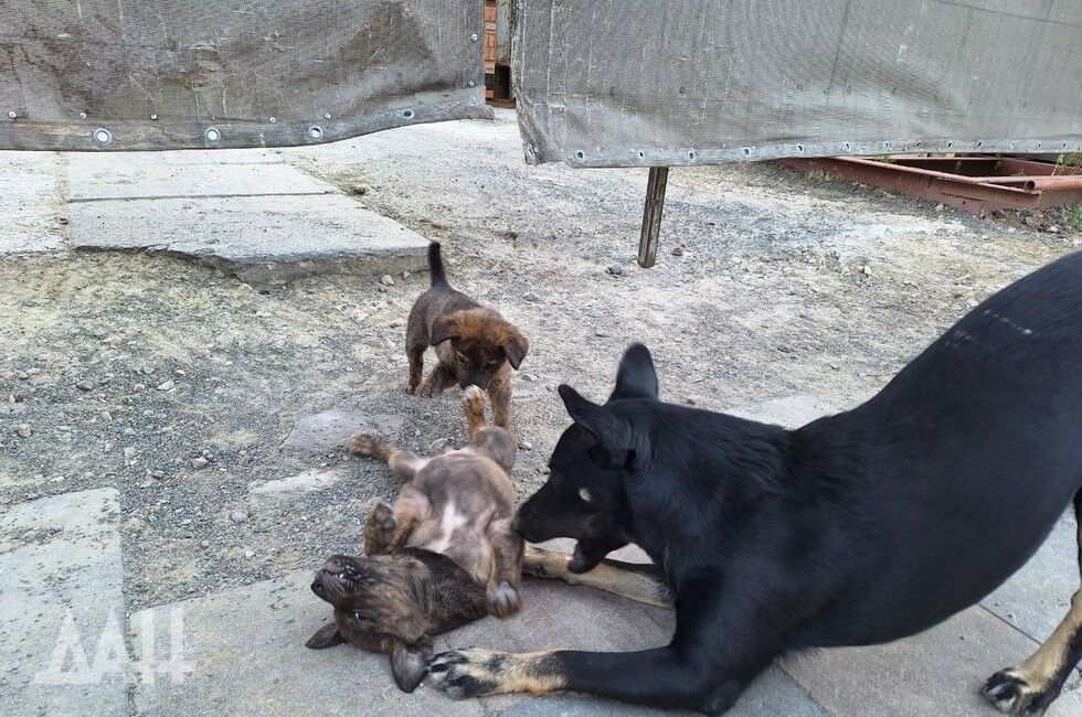 В Донецке с начала мая отловили 113 собак и нашли хозяев восьмерым