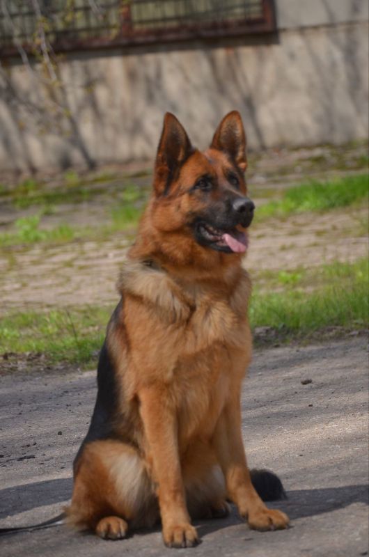 Пропала немецкая овчарка (сука) окрас черно-рыжий (чепрачный)