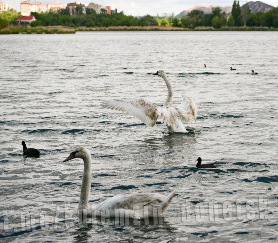 Донецкие Лебеди – символ любви и надежды
