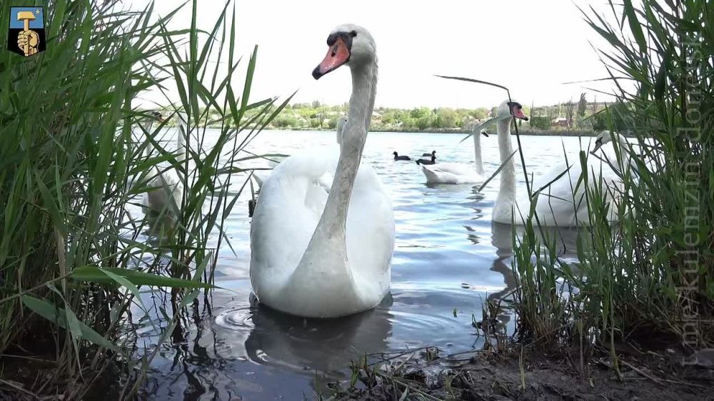 Алексей Кулемзин: Белоснежные лебеди – символ любви и надежды вопреки всему