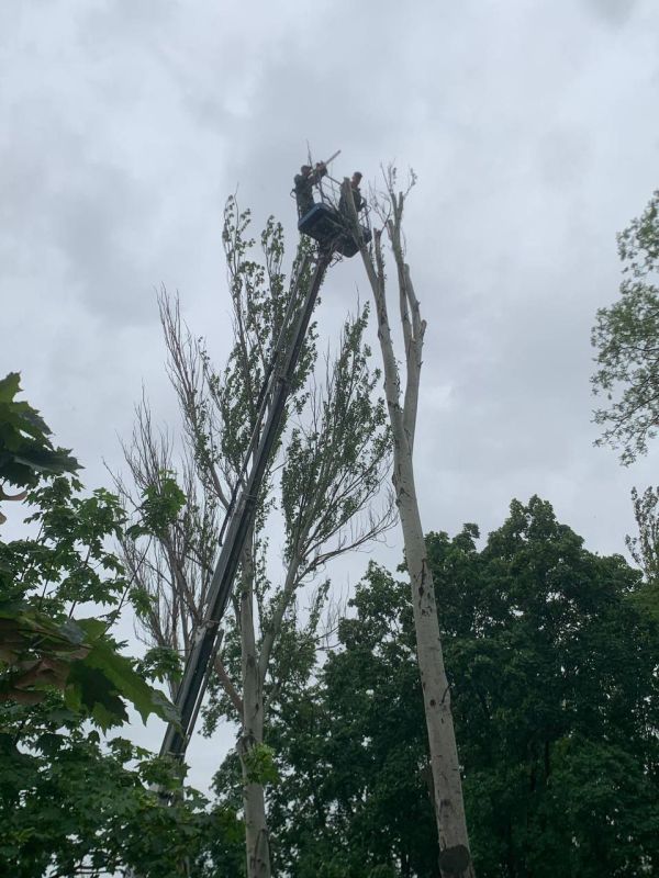 Валентин Левченко: Рабочими зеленстроя производится уборка сухого дерева на ул.Артема, 106