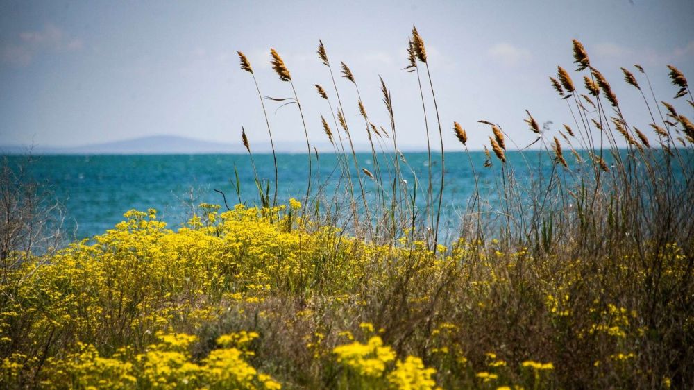 Азовское море планируют сделать российской здравницей