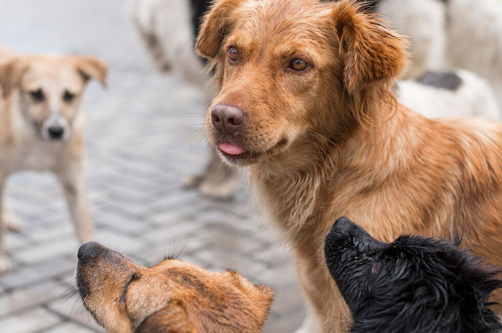 За неделю в Донецке отловили 53 бездомных собаки