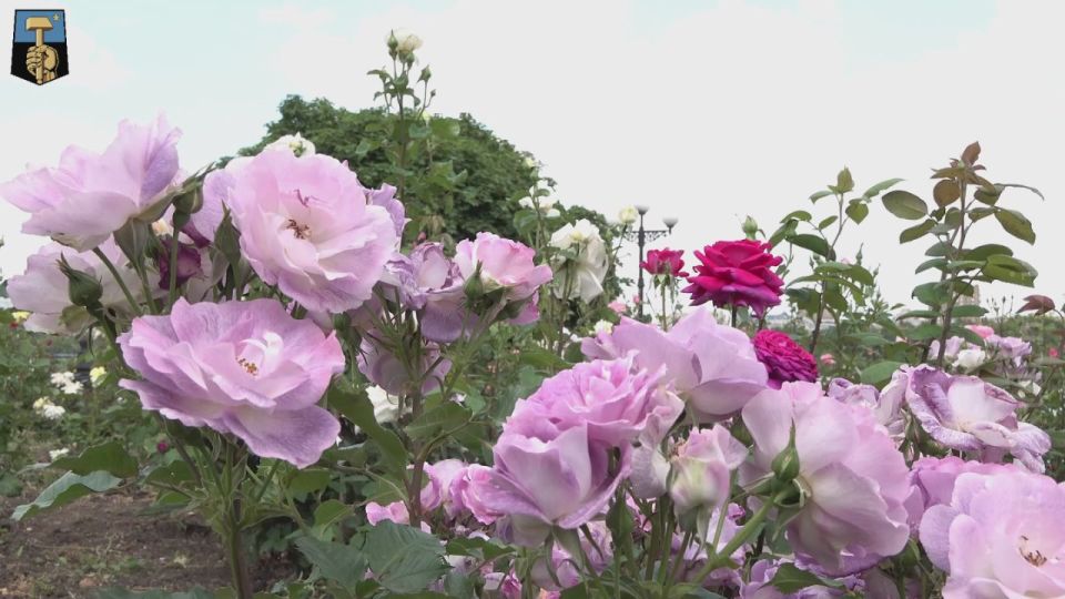 ������� ��������: ���� ��. �.�. ��������� - ������ �������