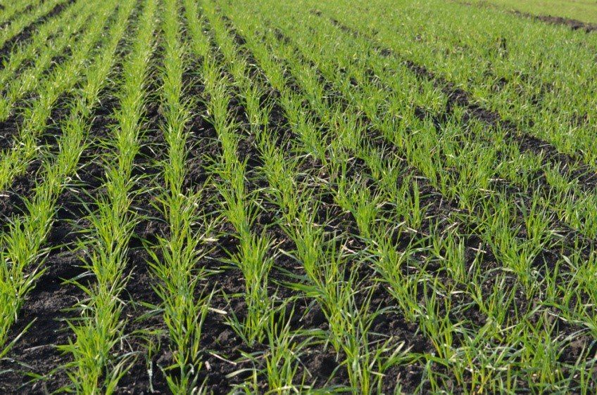 В ДНР более 90% озимых находятся в хорошем и удовлетворительном состоянии — несмотря на погодные аномалии