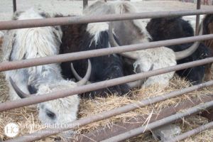 Константин Кузьмин: Продолжаем дарить улыбки деткам Донецкой Народной Республики!