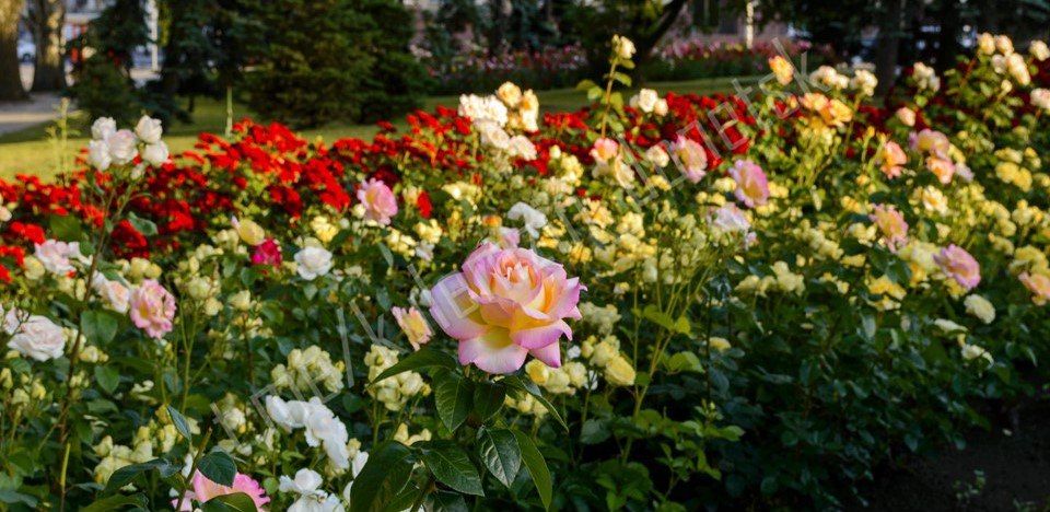 ������� ��������: ������������ ������ �� ���������� ������