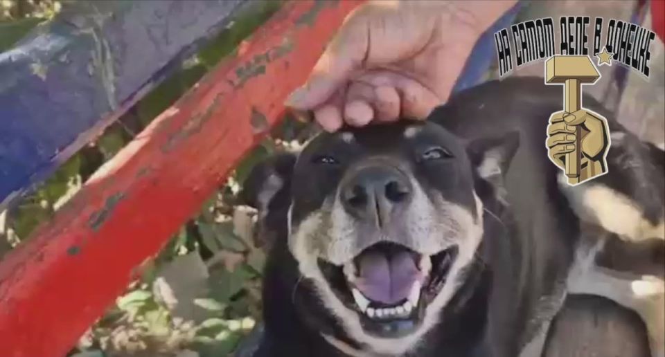 «Собака спасла нам жизнь». Настоящая четырёхлапая система ПВО живёт в Авдеевке