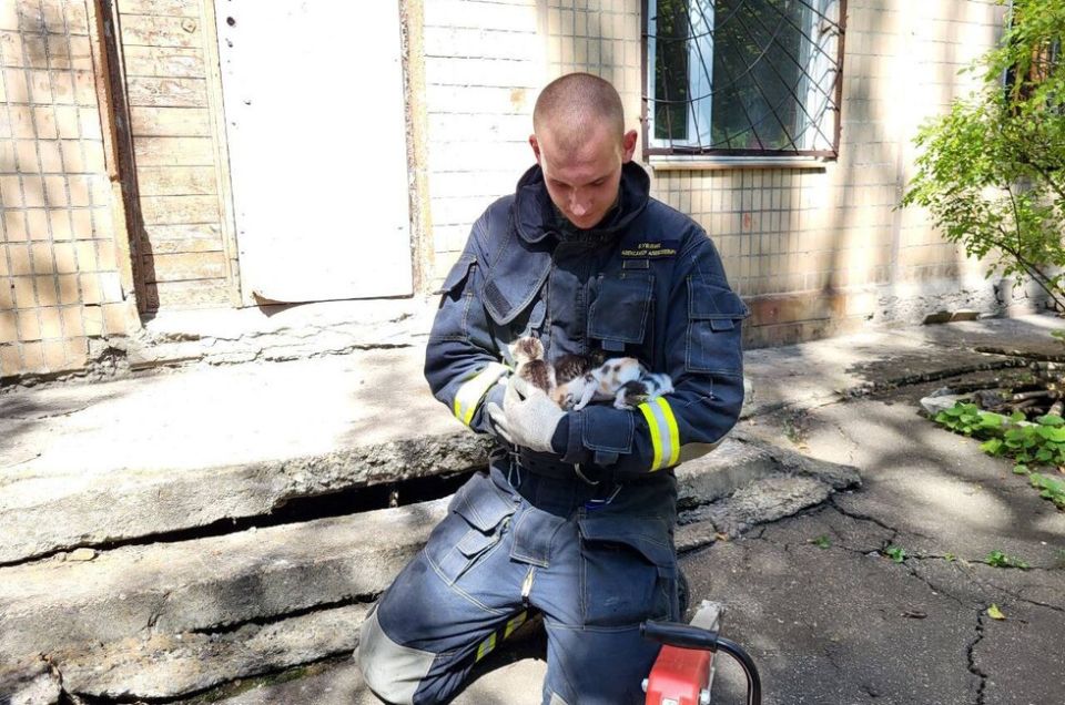 В Донецке студенты-спасатели вызволили котят из бетонной западни