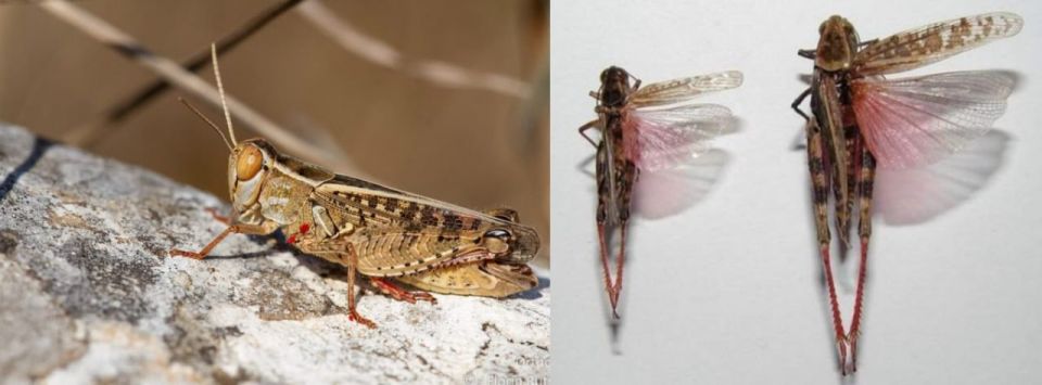 Иван Адамец: СИГНАЛИЗАЦИОННОЕ СООБЩЕНИЕ ОТ РОССЕЛЬХОЗЦЕНТРА!