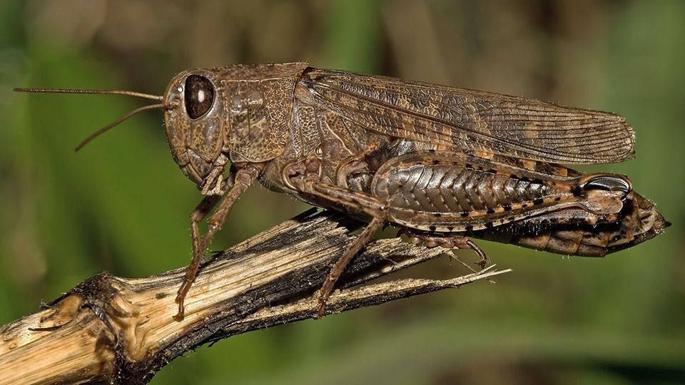 ������ ��������: ��������! ����������� ����