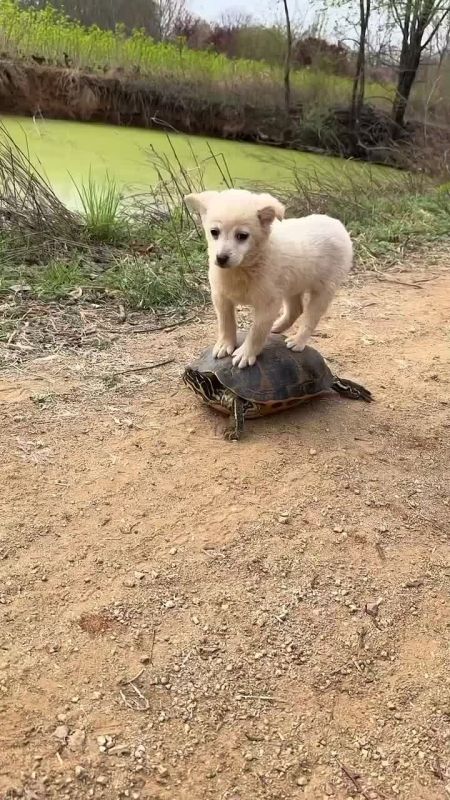 �������� ��� ��������� ������������� ��������� �� ������ �� ������