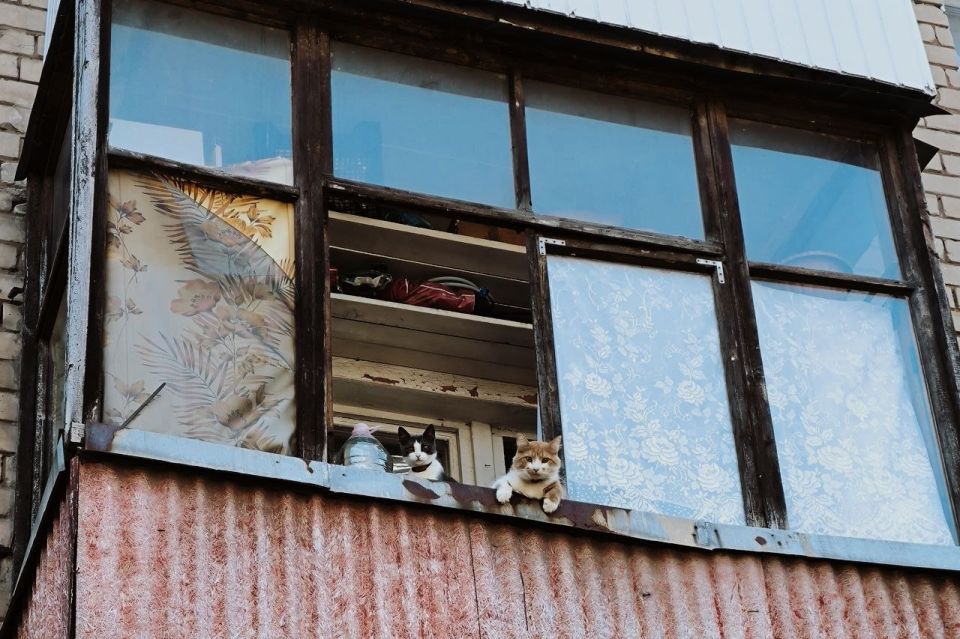 Денис Григорюк: Донецкие котики ждут, когда им дадут воды