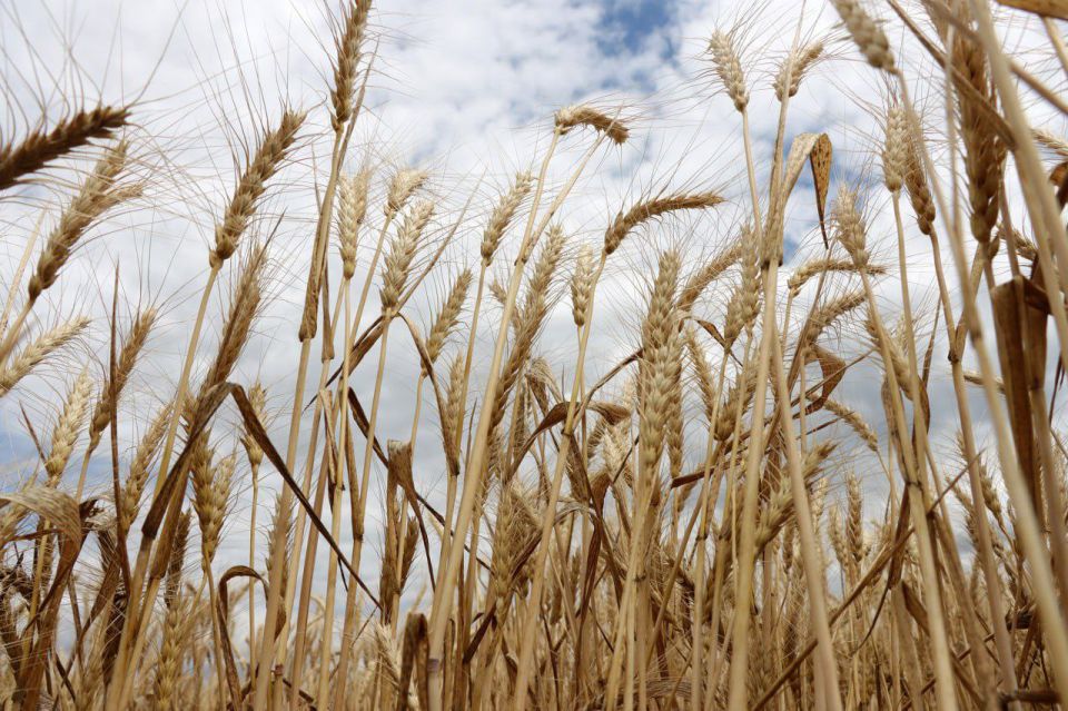 На территории Шахтерского округа развернуты исследования почвенного состава земель