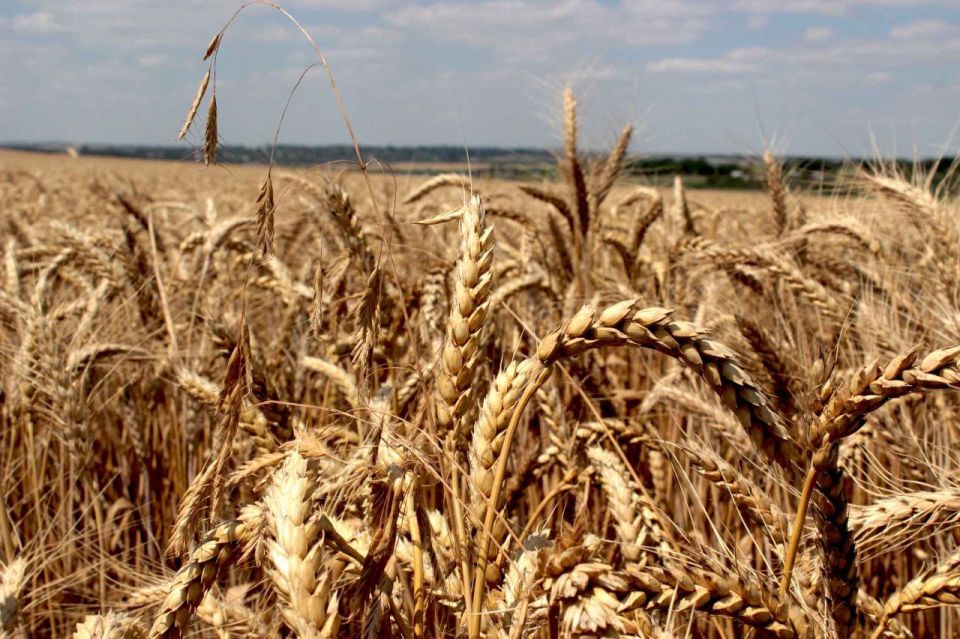 Второе семеноводческое хозяйство появилось в ДНР