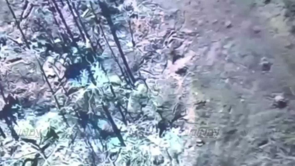 ������ ���������� ���� 29 ����� ����������� ����� "������" �� ����������� ����� ���� ���������� �� ����-�������� �����������