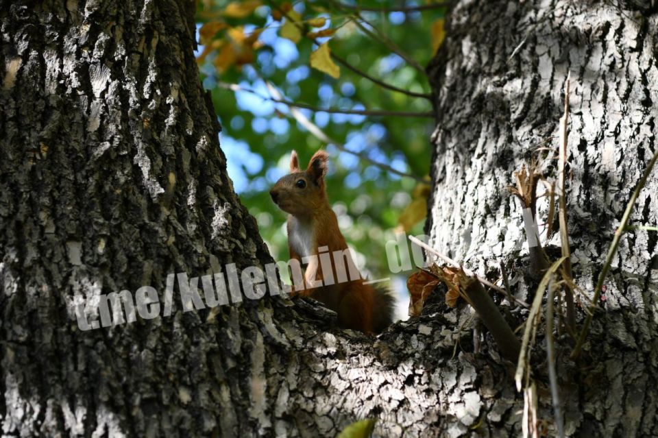 Алексей Кулемзин: Осенние мгновения Донецка