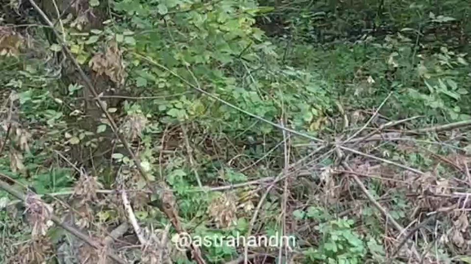 Дмитрий Астрахань: День вступления ДНР в состав России я провел на окраине