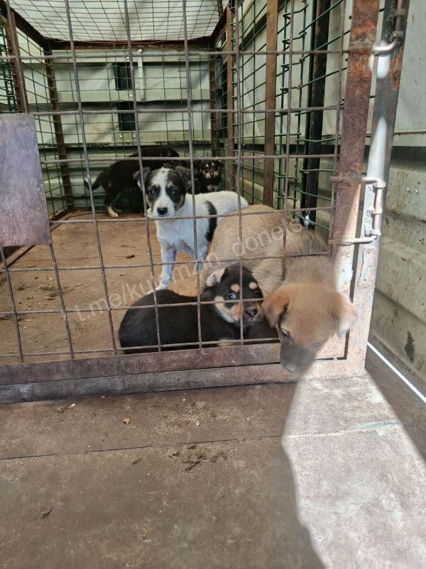 ������� ��������: ����������� ��������� � ������ ����� �������� ������ �� ������ ��������� �������� � �������