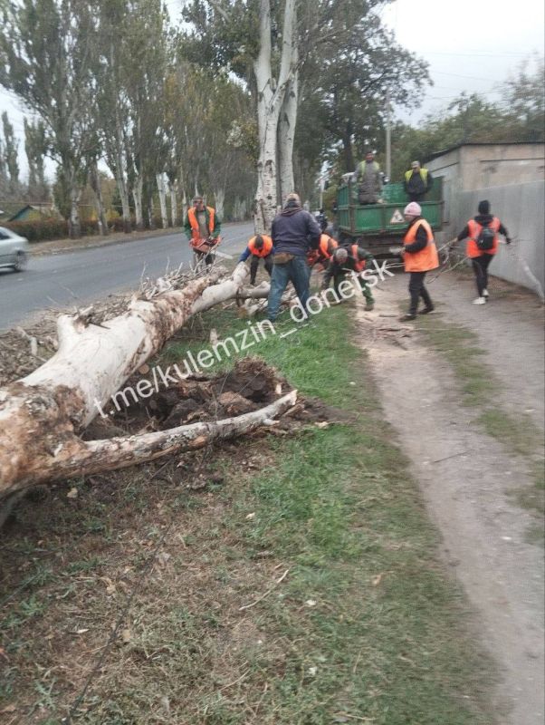 Алексей Кулемзин: В телеграм-помощник Главы Республики Дениса Пушилина поступали многочисленные жалобы на аварийные деревья
