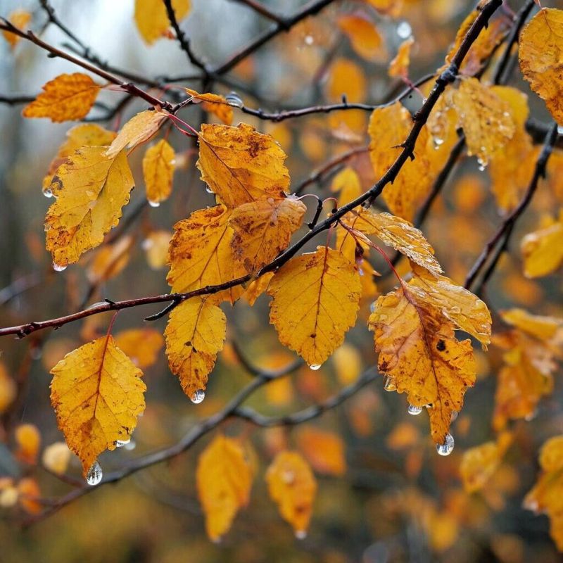 Артем Крамаренко: В Республике установлен новый абсолютный рекорд по количеству осадков