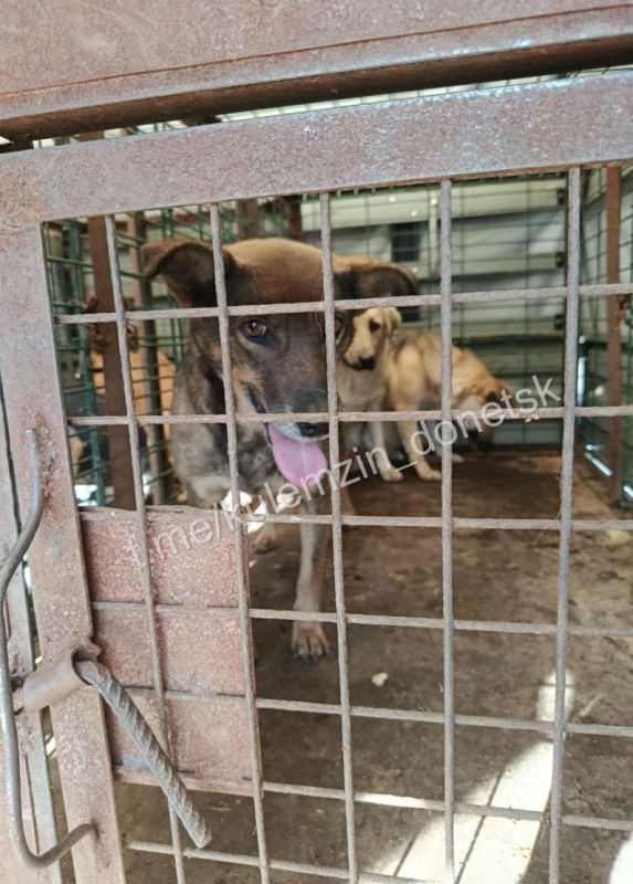 Ежедневно сотрудники предприятия «Животные в городе» бережно заботятся о бездомных животных, оказывая им необходимую помощь