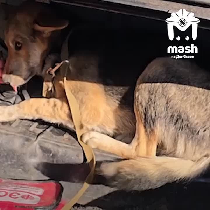 Живодёр изрезал несколько собак в одном из прифронтовых посёлков ДНР