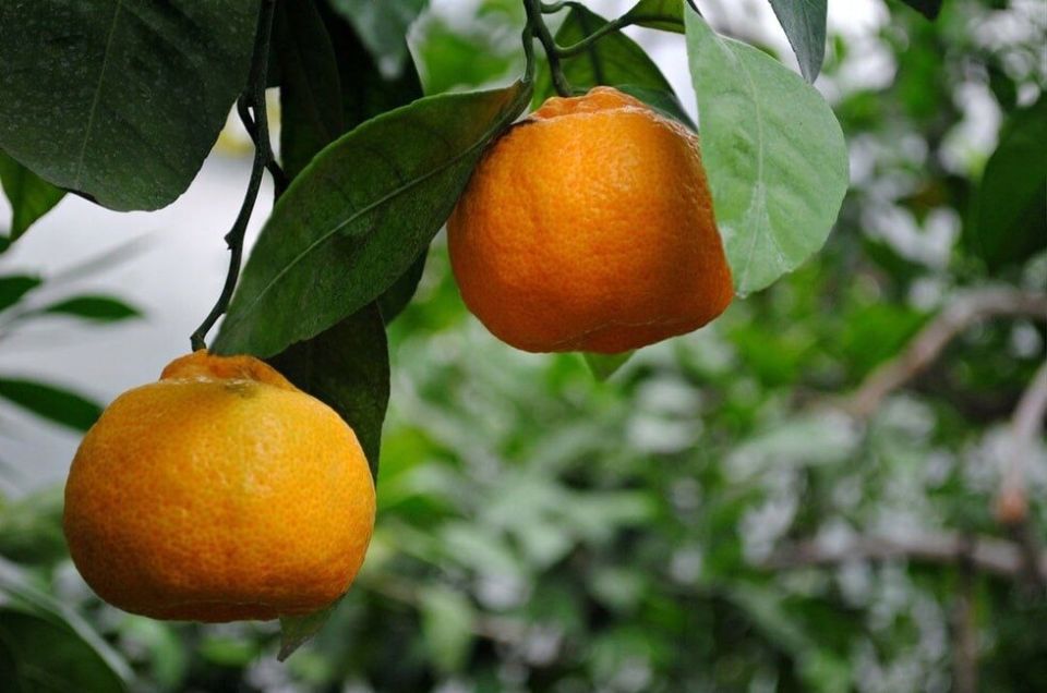 Стало известно, куда девается урожай фруктов и ягод из Донецкого ботсада