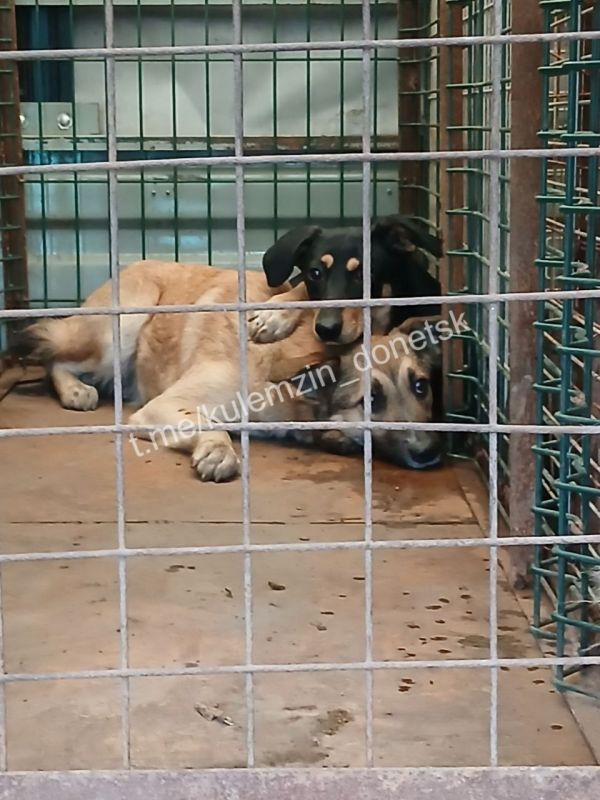 Каждый день специалисты предприятия «Животные в городе» проводят рейды по отлову бездомных животных