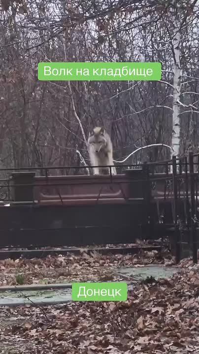 Раненый волк замечен в Донецке
