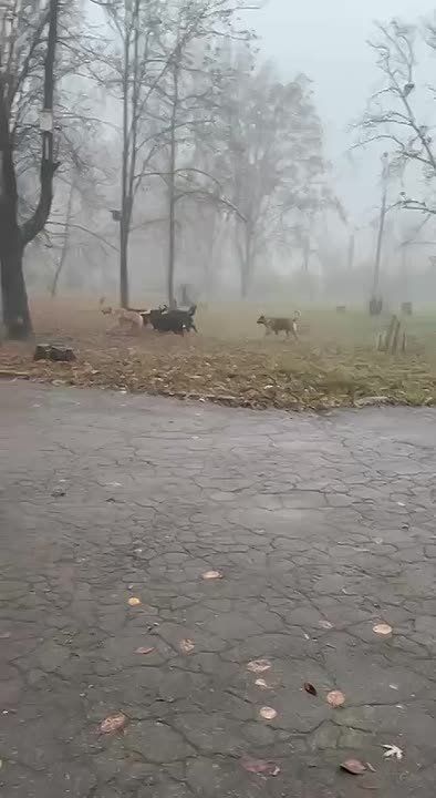 Огромную стаю собак заметили дети возле школы № 125