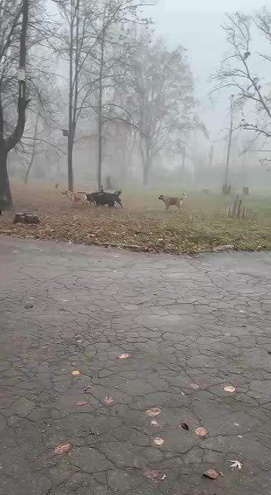 Тем временем бродячие псы замечены возле школы 125 в Пролетарском районе Донецка