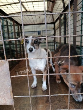 На этой неделе исполнился год со дня открытия II очереди муниципального приюта предприятия «Животные в городе», которая позволила дополнительно разместить более 300 подопечных