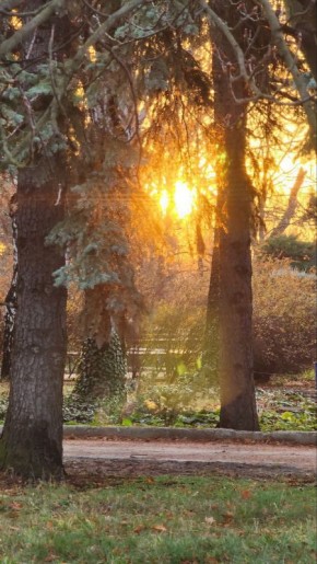 Осенний Донецкий ботанический сад: прощание с теплом и встреча с первыми заморозками