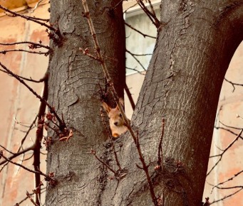 Игорь Гомольский: Донецкая белка следит за тобой, гражданин!