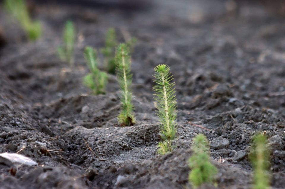 Донецкая Народная Республика первой среди новых регионов начала применять практику компенсационного лесовосстановления
