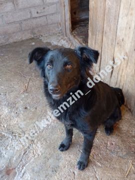 Команда предприятия «Животные в городе» ежедневно трудится, чтобы подарить четвероногим друзьям шанс на новую жизнь: обеспечивает их питанием и необходимым лечением, а также активно занимается поиском любящих семей