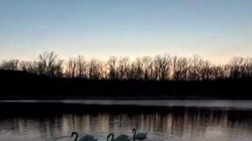 Хорошенькие лебеди в Ботаническом саду Донецка