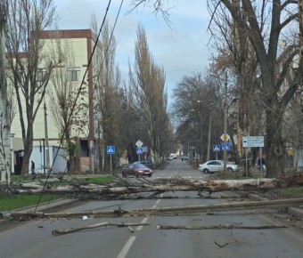 Дерево рухнуло и перекрыло дорогу на улице Владычанского возле парка «Гулливер» в Донецке