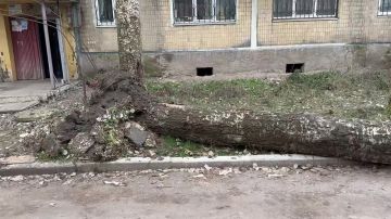 В Донецке продолжаются работы по устранению сухостойных деревьев