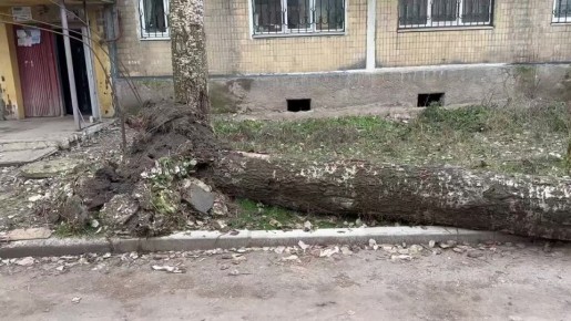 В Донецке продолжаются работы по устранению сухостойных деревьев