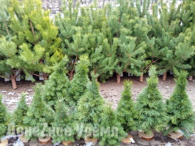 Новогодние деревья на любой вкус и кошелек: в Донецке заработали ёлочные базары